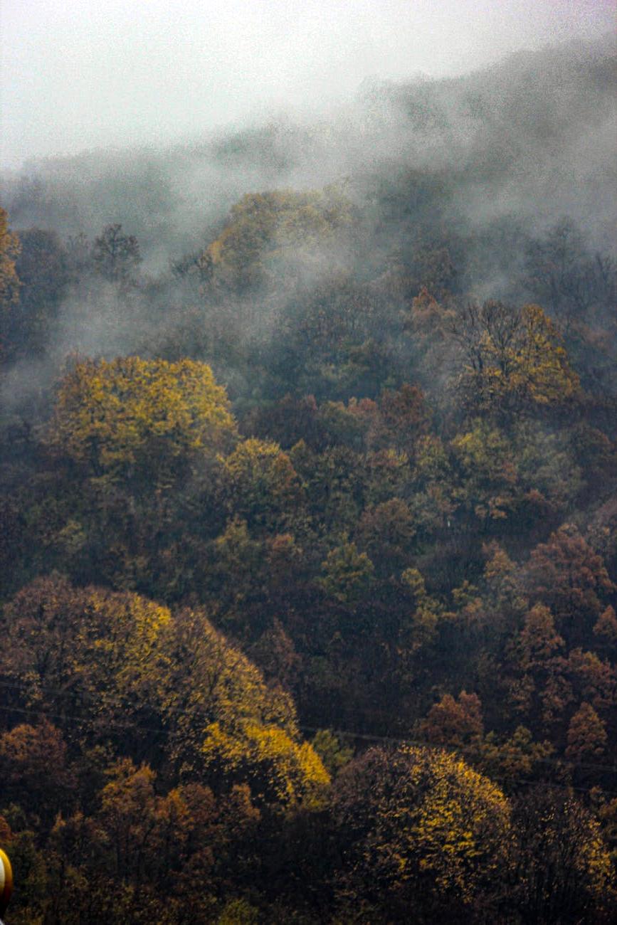 Pădure încetoșată toamna